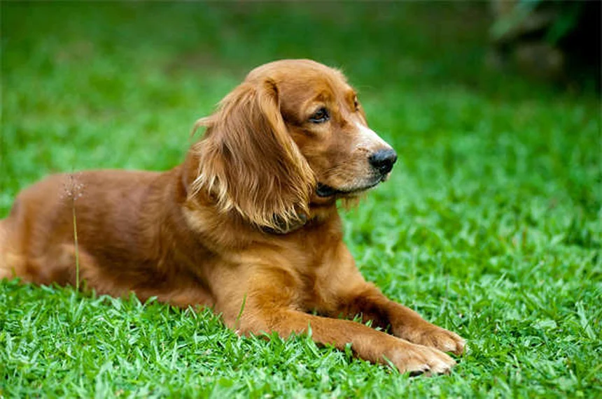 犬が脚を上げるおしっこの理由 研究が示す驚きの事実