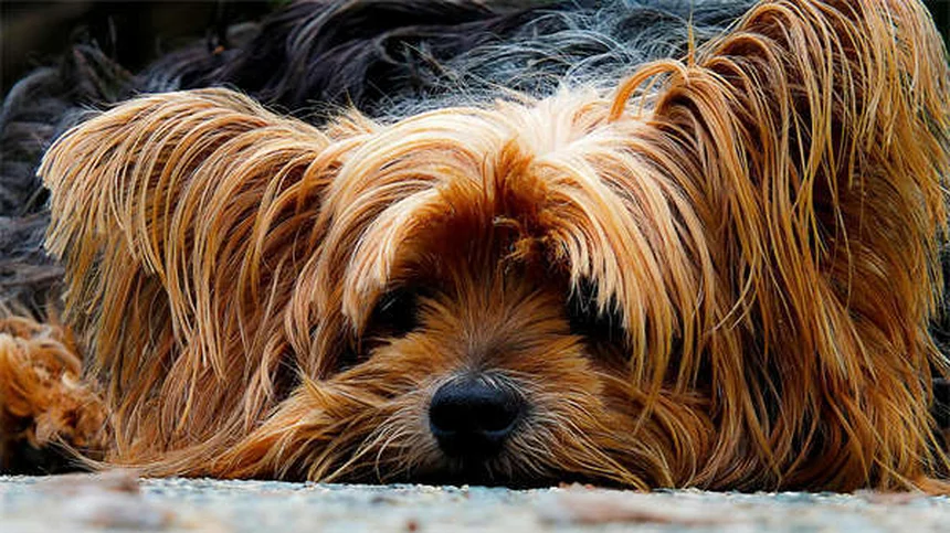 犬が脚を上げるおしっこの理由 研究が示す驚きの事実