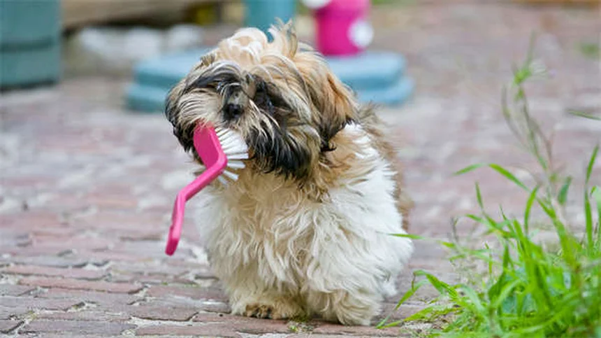 犬が脚を上げるおしっこの理由 研究が示す驚きの事実