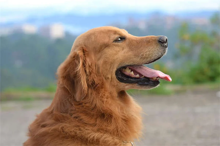 Dogaって本当に効果ある？自宅で簡単5分から始める3つのポーズとコツ