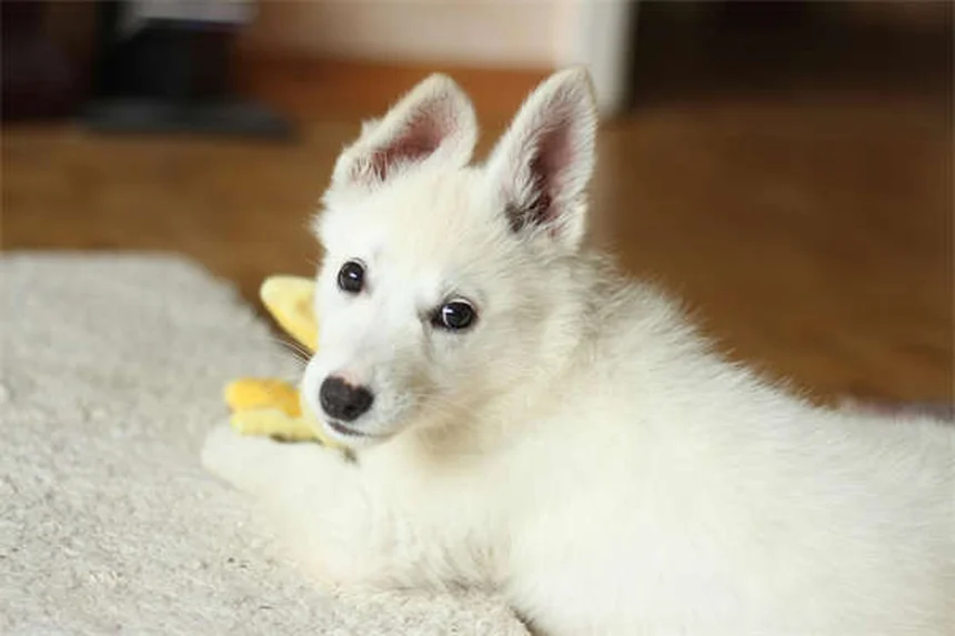 犬の喘鳴の原因と症状を獣医師が解説！チェックリストと対処法