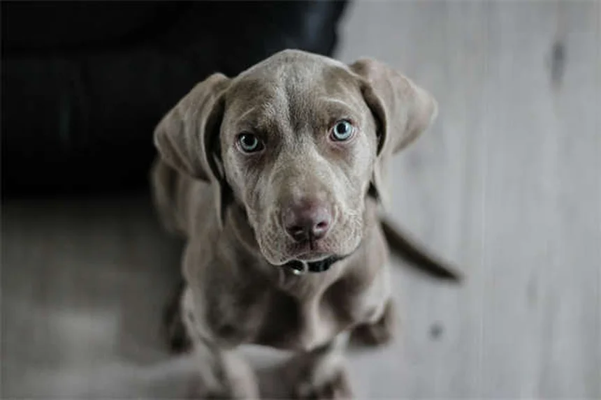 犬が理解できる単語数は？200語以上知ってる子も！