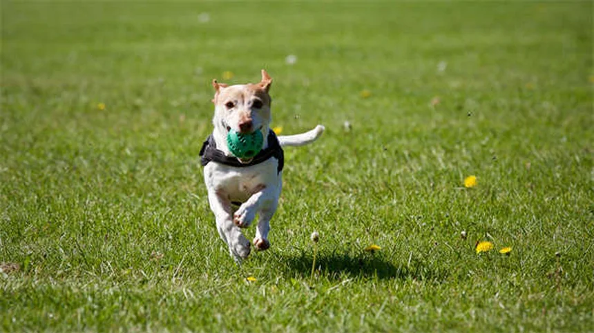 迷子犬の見つけ方｜最初の1時間で実践すべき5つのステップ