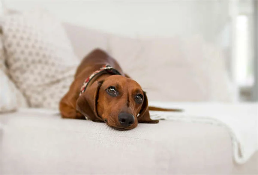 フェレットの尿路結石症とは。飼い主が知っておきたい予防法