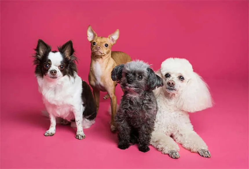 犬の耳薬オトマックスとトライオティックの正しい使い方と副作用