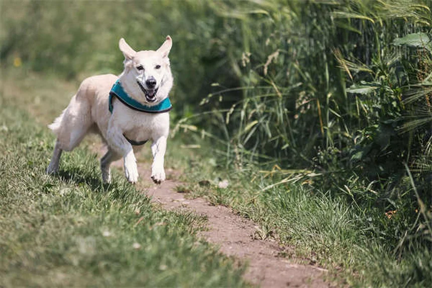 プラゾシンは猫の尿路閉塞に効く？最新研究でわかった真実