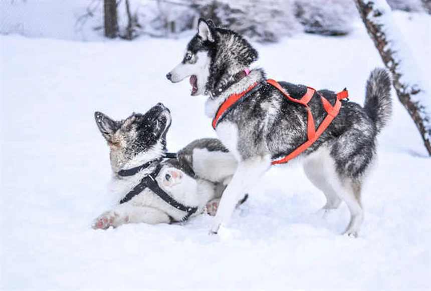犬のボルデテラワクチン、本当に必要？獣医師が効果と副作用を解説