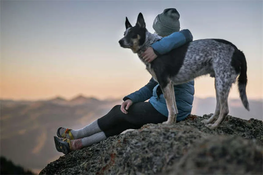 犬のサインを読むコツ！吠えの意味やカーミングシグナルが簡単にわかる