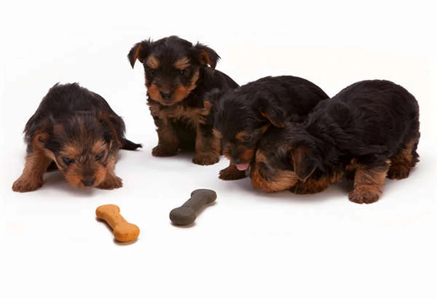 愛犬と一緒に挑戦！Canine Good Citizenテストに合格するために飼い主が実践した5つの方法
