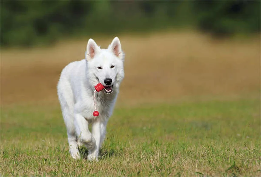 Vapor Wake犬とは？自爆テロを防ぐ最強の探知犬