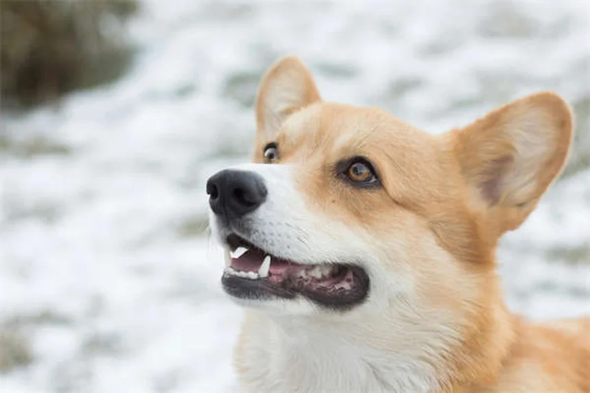 Vapor Wake犬とは？自爆テロを防ぐ最強の探知犬