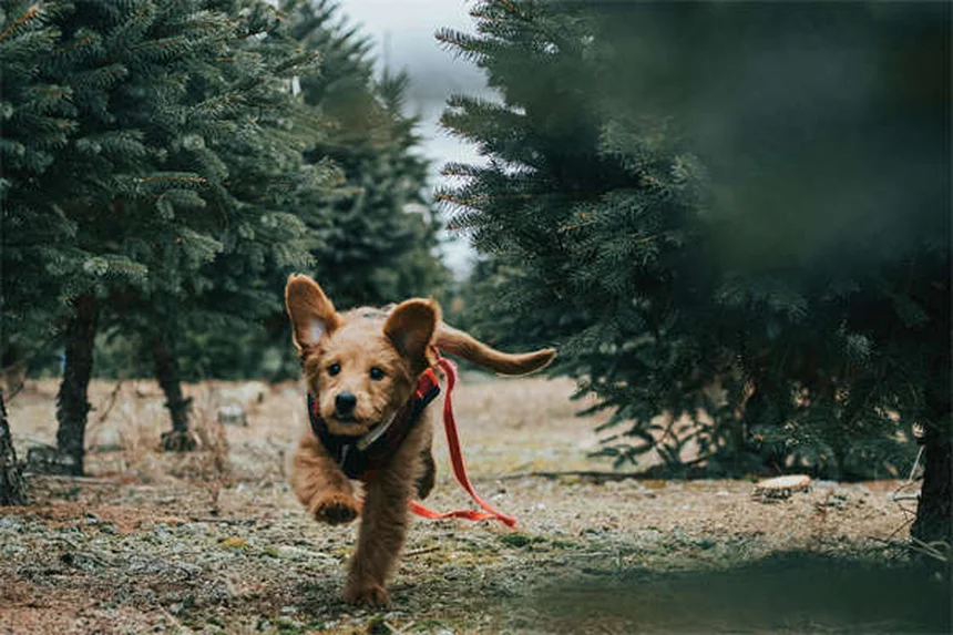獣医師監修！犬用メロキシカムの副作用と安全な使い方のコツ