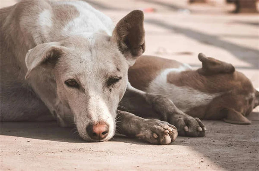 妊娠犬の栄養管理、知っておくべき3つのルール
