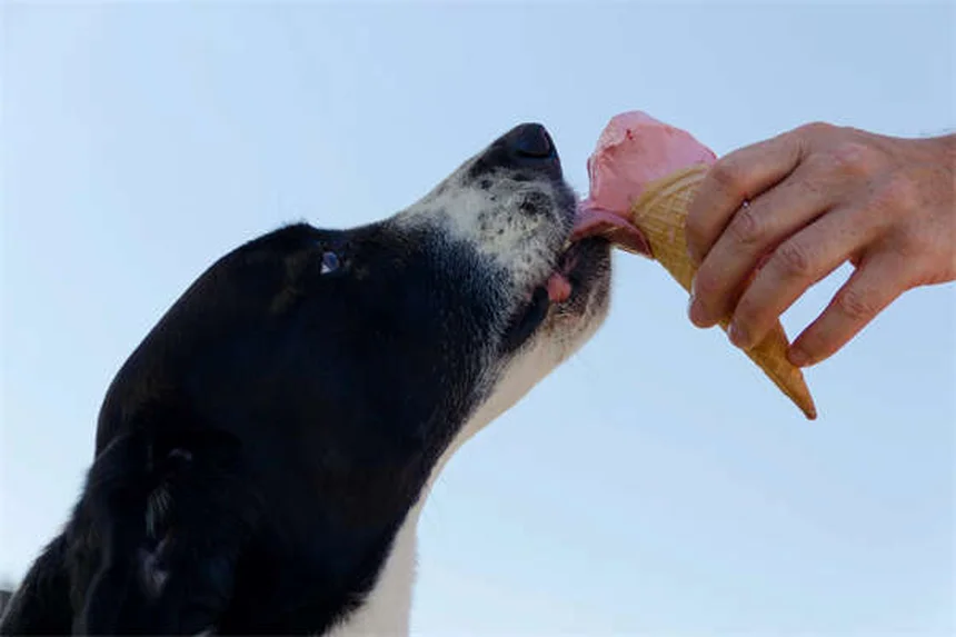 旅行用犬ベッドの選び方:愛犬と快適に旅するコツ