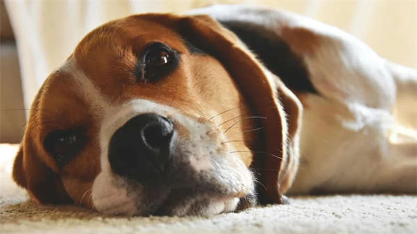 犬のDNA検査でわかった！混血犬に本当に多い犬種TOP6