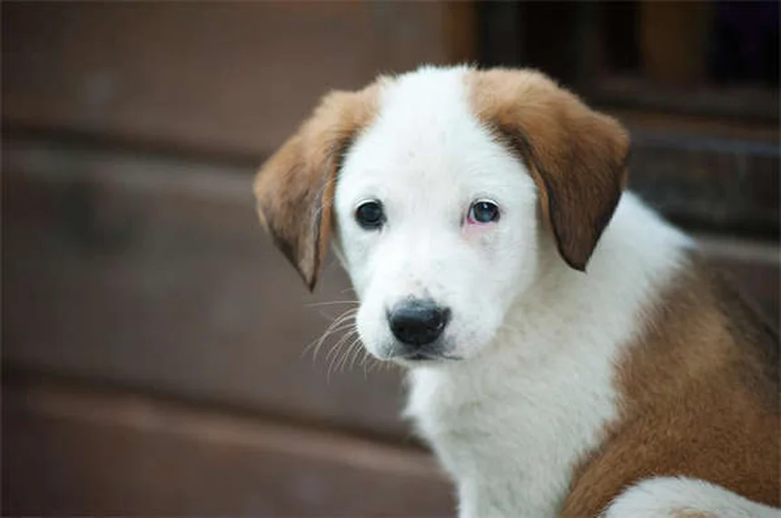 愛犬を夏の危険から守る！飼い主必見の安全対策完全ガイド