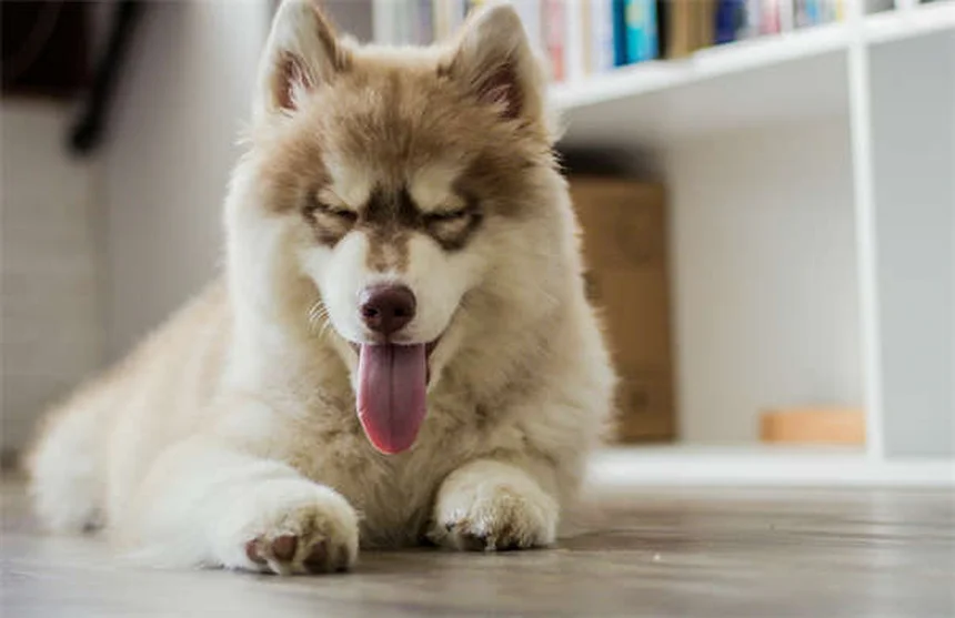 つまずかないで！马跛行の症状や原因をわかりやすく徹底解説