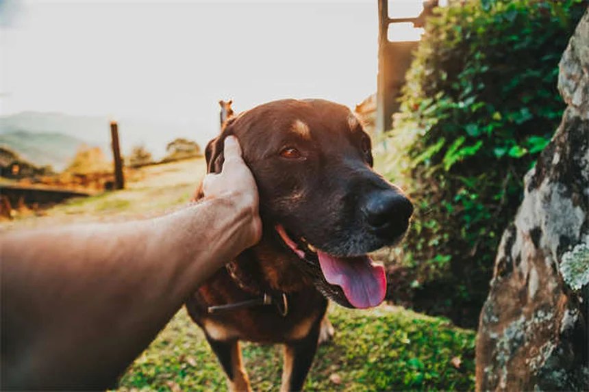 犬のノミ・ダニ予防はいつから？年間必要と薬の選び方を獣医師が解説