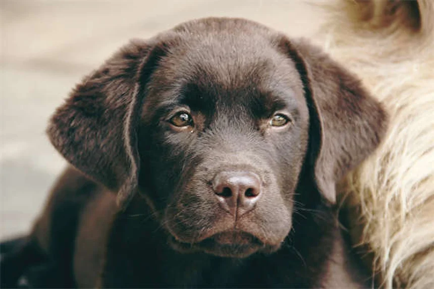 犬の体重増加に最適なドッグフード5選！安全な選び方のコツ