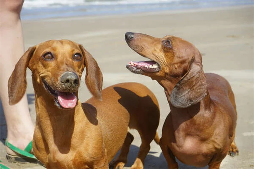 Dogaって本当に効果ある？自宅で簡単5分から始める3つのポーズとコツ