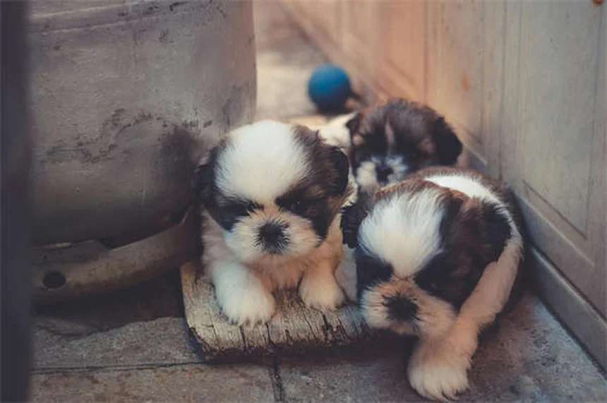 愛犬のうんちが教える健康のサインと早期発見のコツ