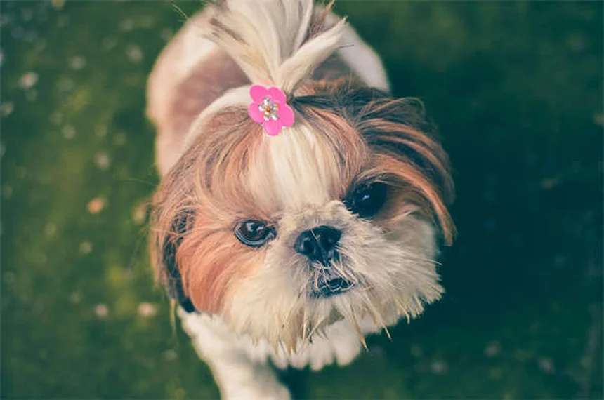 愛犬のうんちが教える健康のサインと早期発見のコツ
