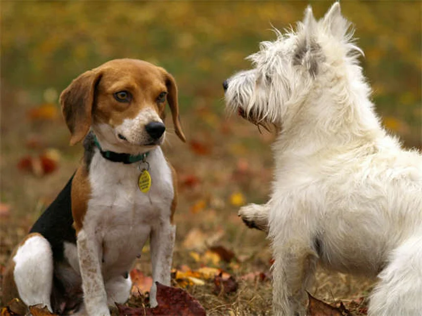 小型犬ベスト5！特徴と飼い方のコツを徹底解説
