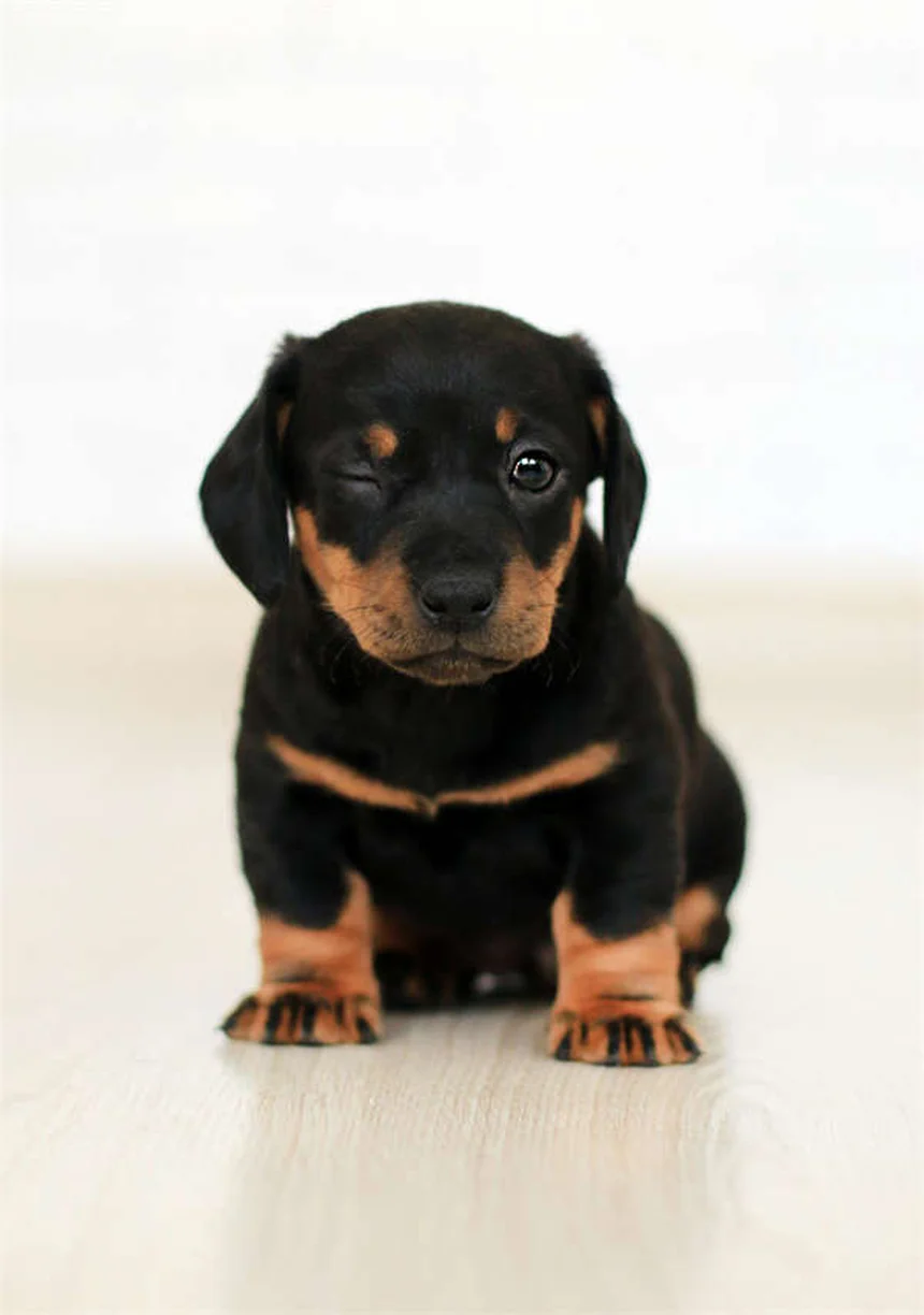 小型犬ベスト5！特徴と飼い方のコツを徹底解説