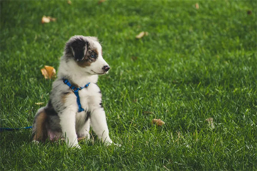 犬が触られるのを嫌がる！たった3秒でわかる改善法