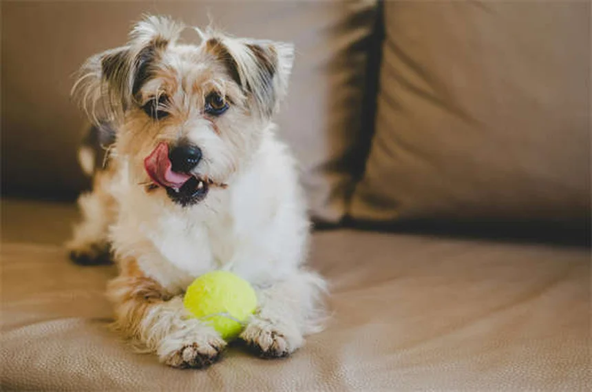 犬が触られるのを嫌がる！たった3秒でわかる改善法