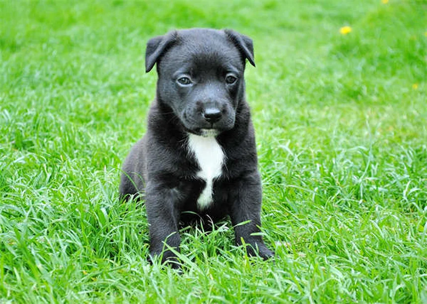 お声がけで無駄吠えを解決！犬が覚える静かなトレーニング法