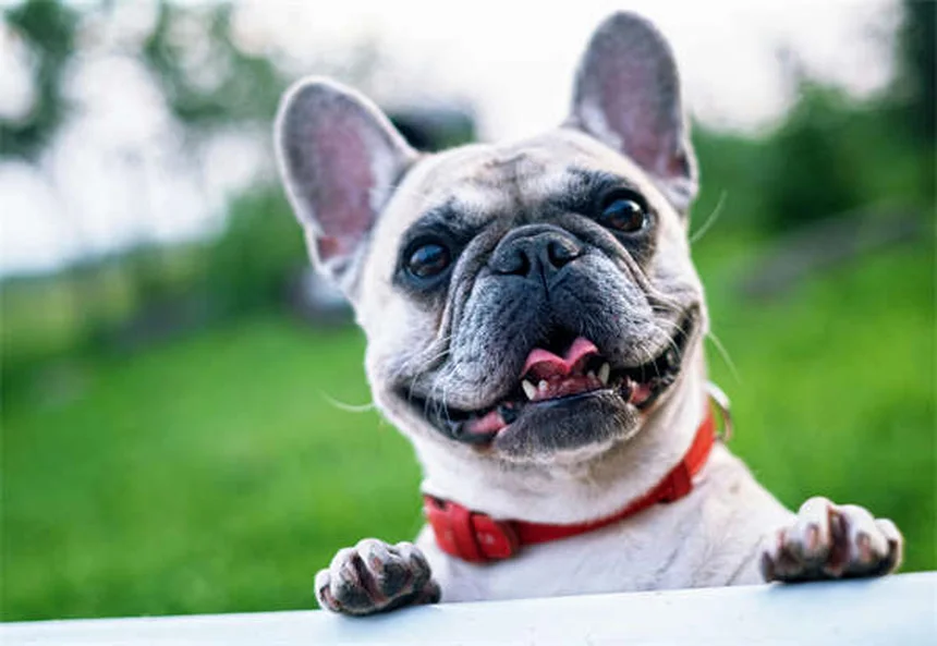 お声がけで無駄吠えを解決！犬が覚える静かなトレーニング法